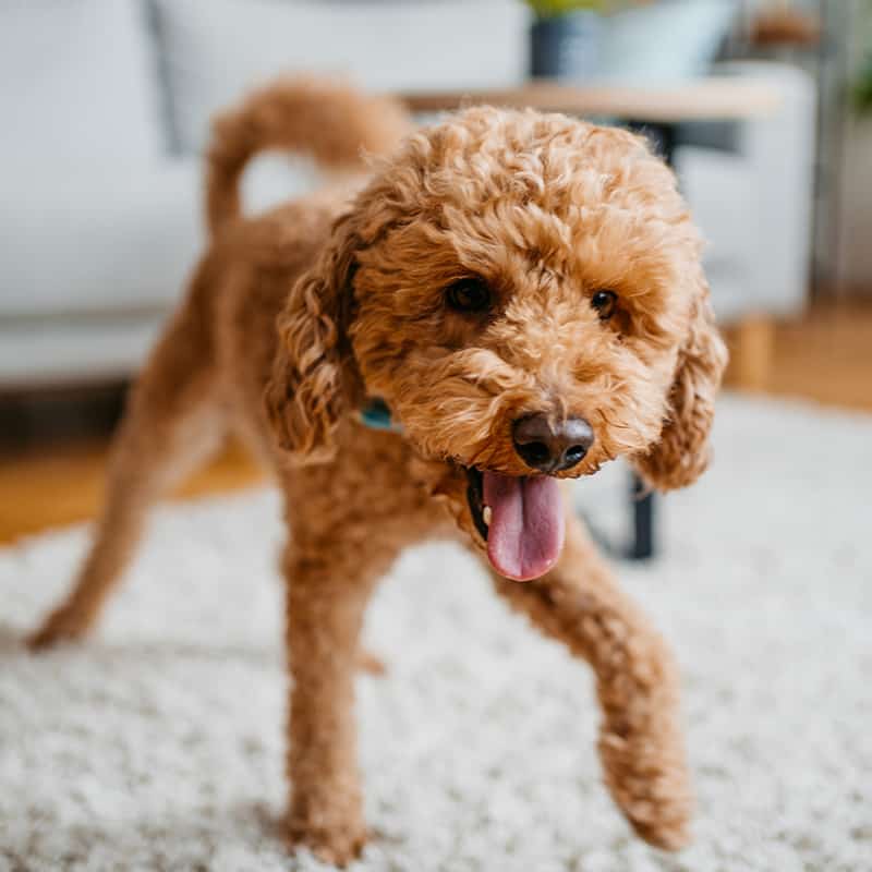 A shepherd dog on a rug A shepherd dog on a rug