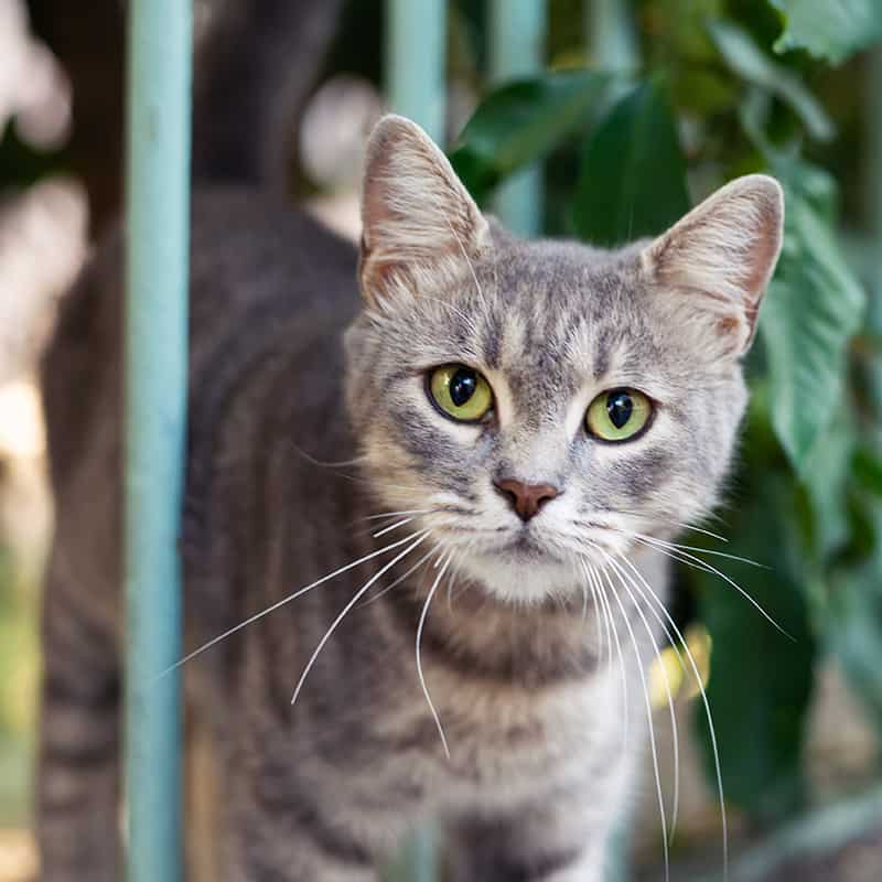 A cat outdoors A cat outdoors