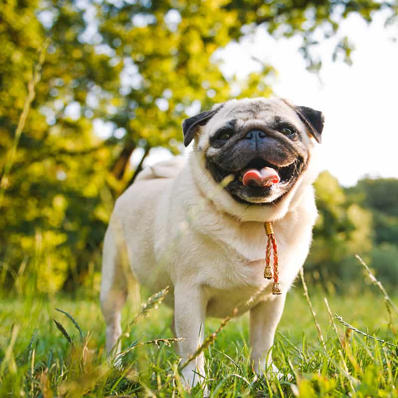 A pug in a field A pug in a field