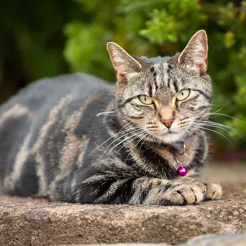 An older cat in a yard An older cat in a yard