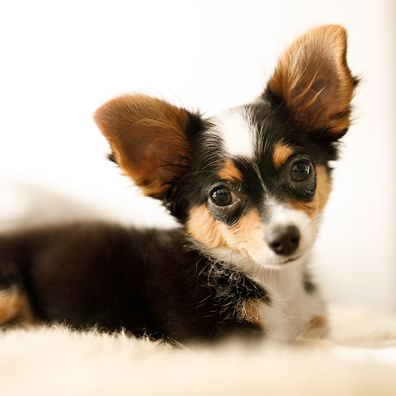 A small dog looking inquisitive A small dog looking inquisitive