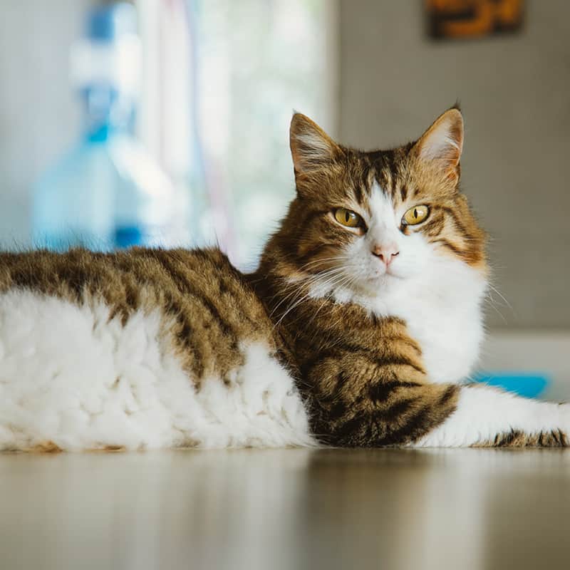 A cat on a tabletop A cat on a tabletop