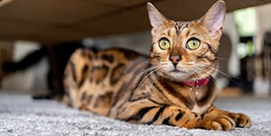 A striped cat on a carpet A striped cat on a carpet