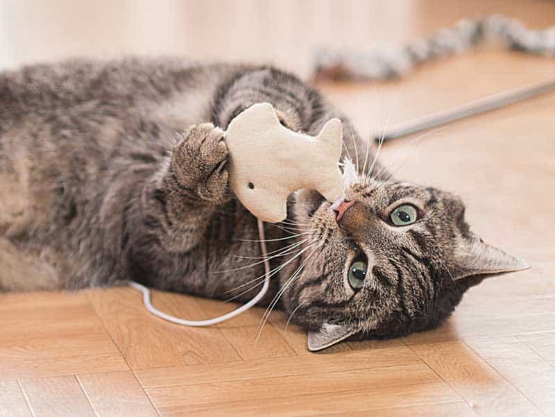 A playing cat A playing cat