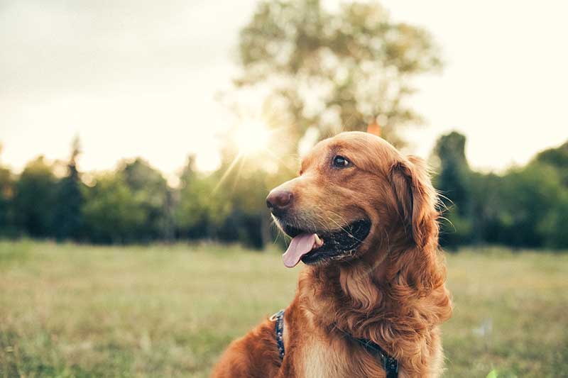 A happy dog in a field A happy dog in a field