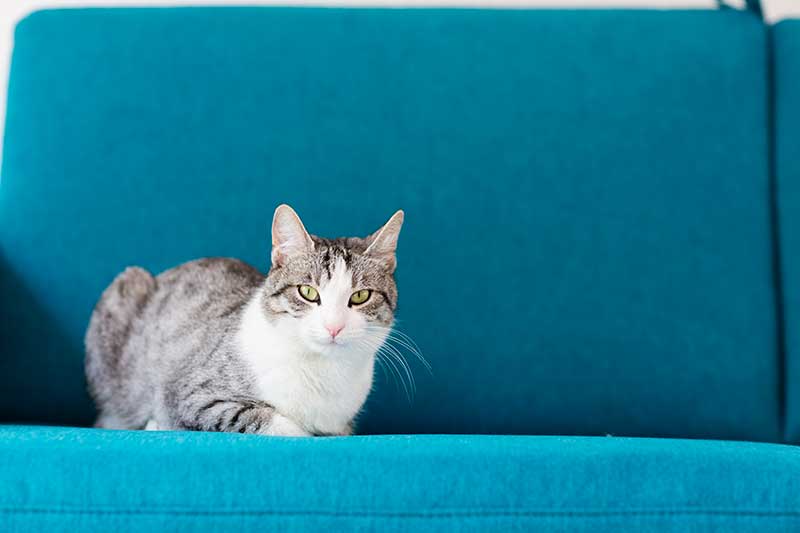 A cat laying on a couch A cat laying on a couch