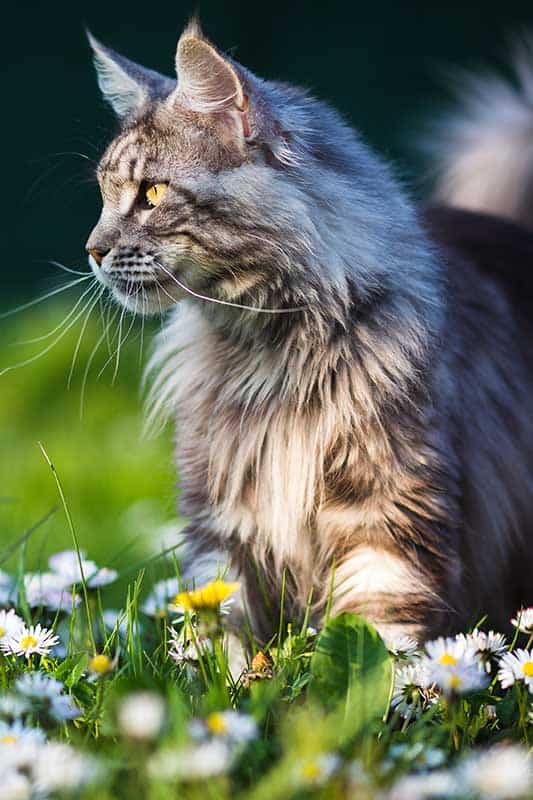 A cat out in a patch of flowers A cat out in a patch of flowers