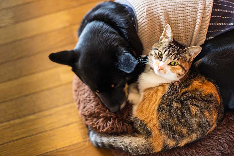 A dog and cat cuddling A dog and cat cuddling