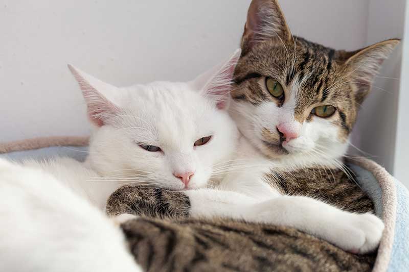 Two cats playing Two cats playing