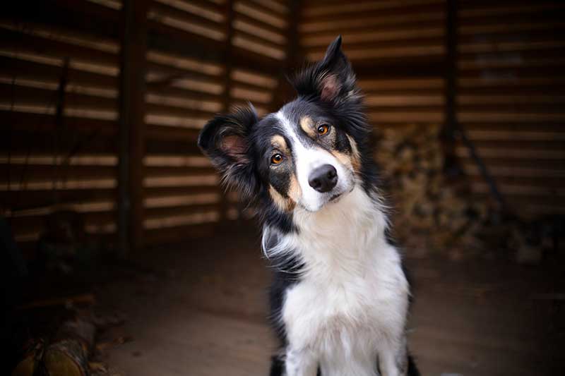 A dog tilting its head curiously A dog tilting its head curiously