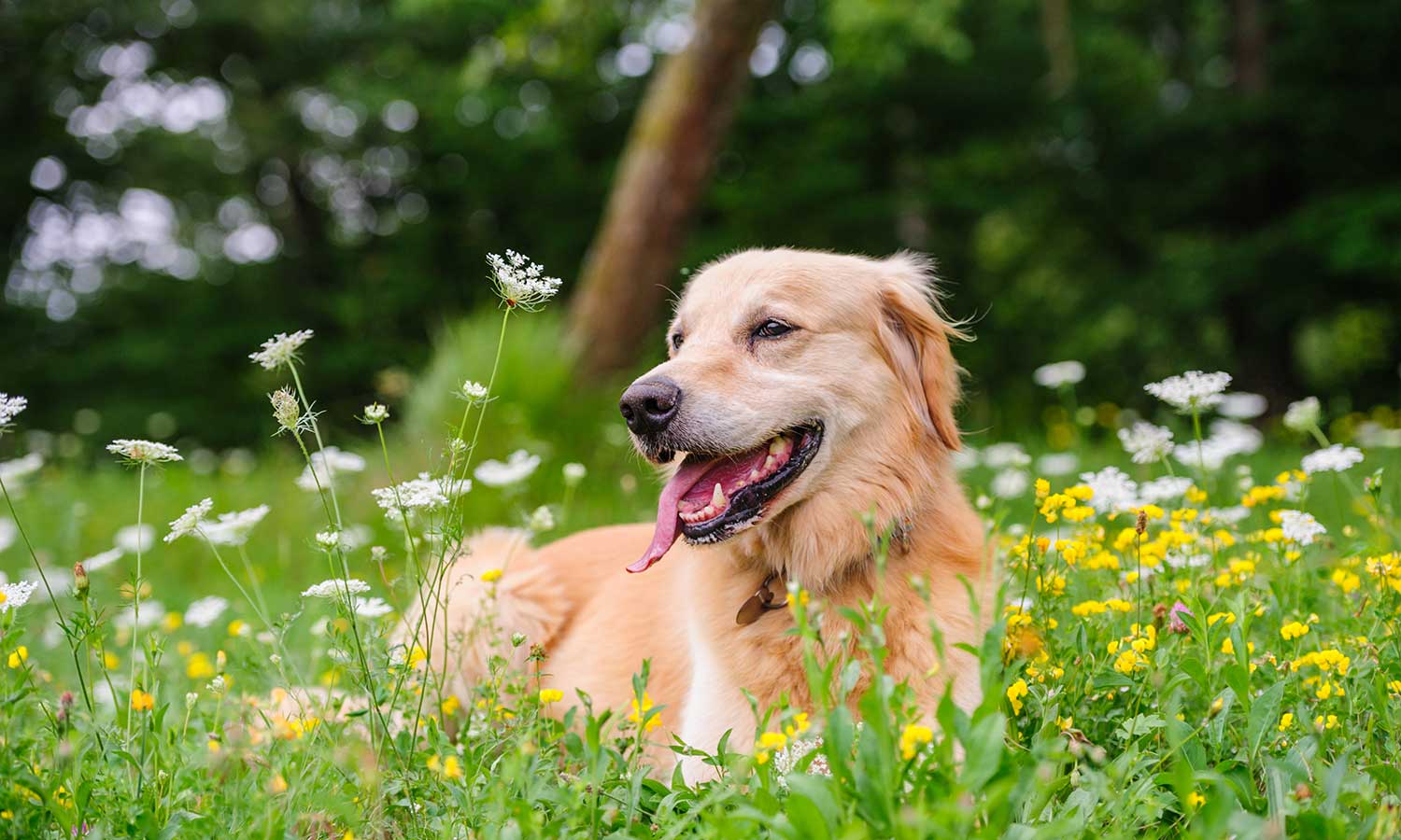 A dog laying in a flowering field