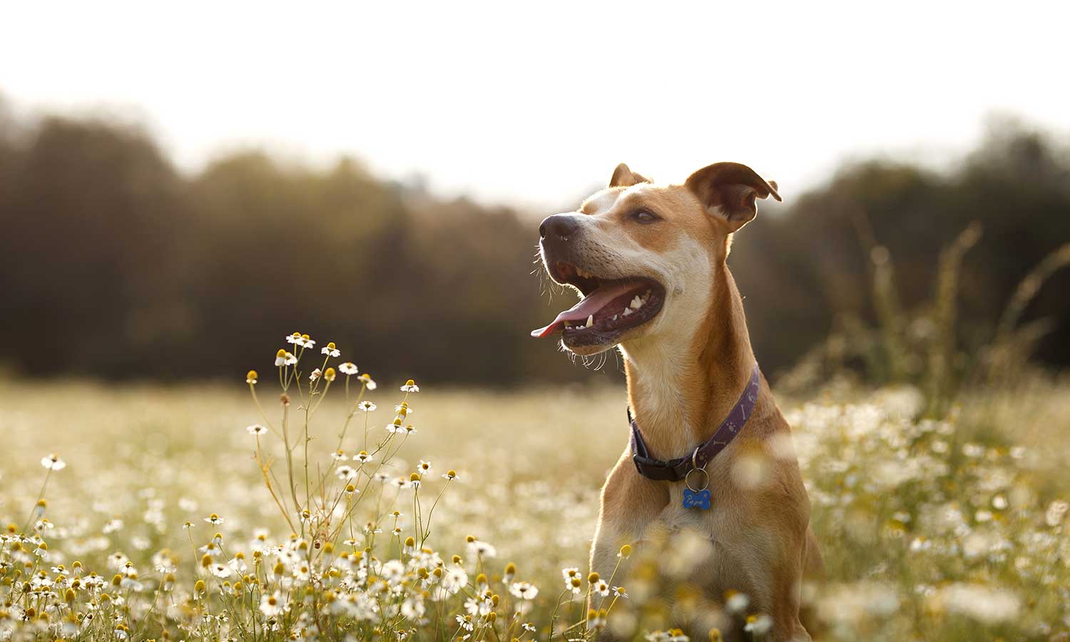 A dog out in a field