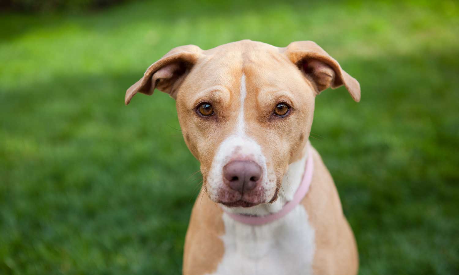 A pitbull mix on the lawn