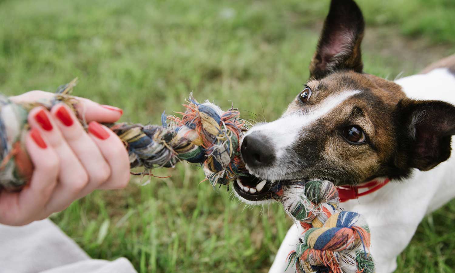 A dog pulling on a tug toy