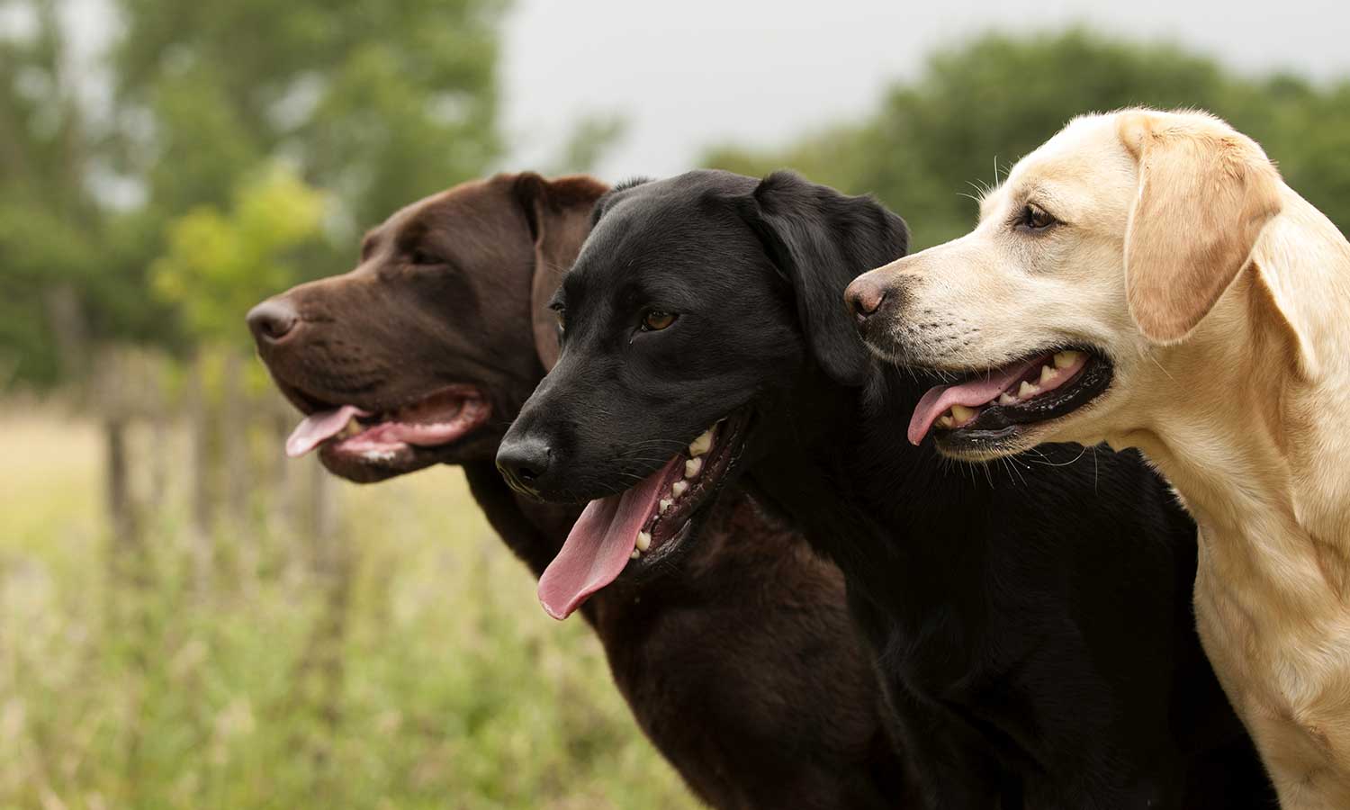 Three labrador retrievers