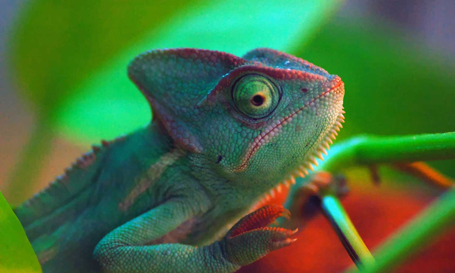 A chameleon
