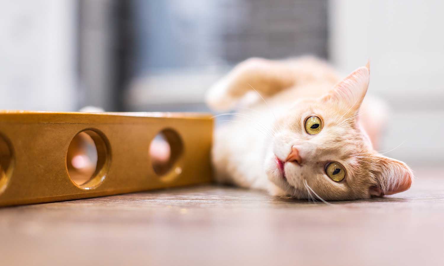 A cat playing with a wooden block