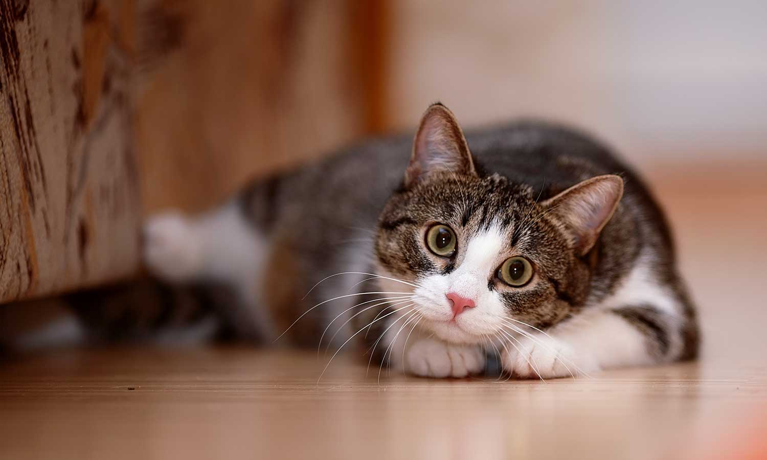 A cat laying on the floor