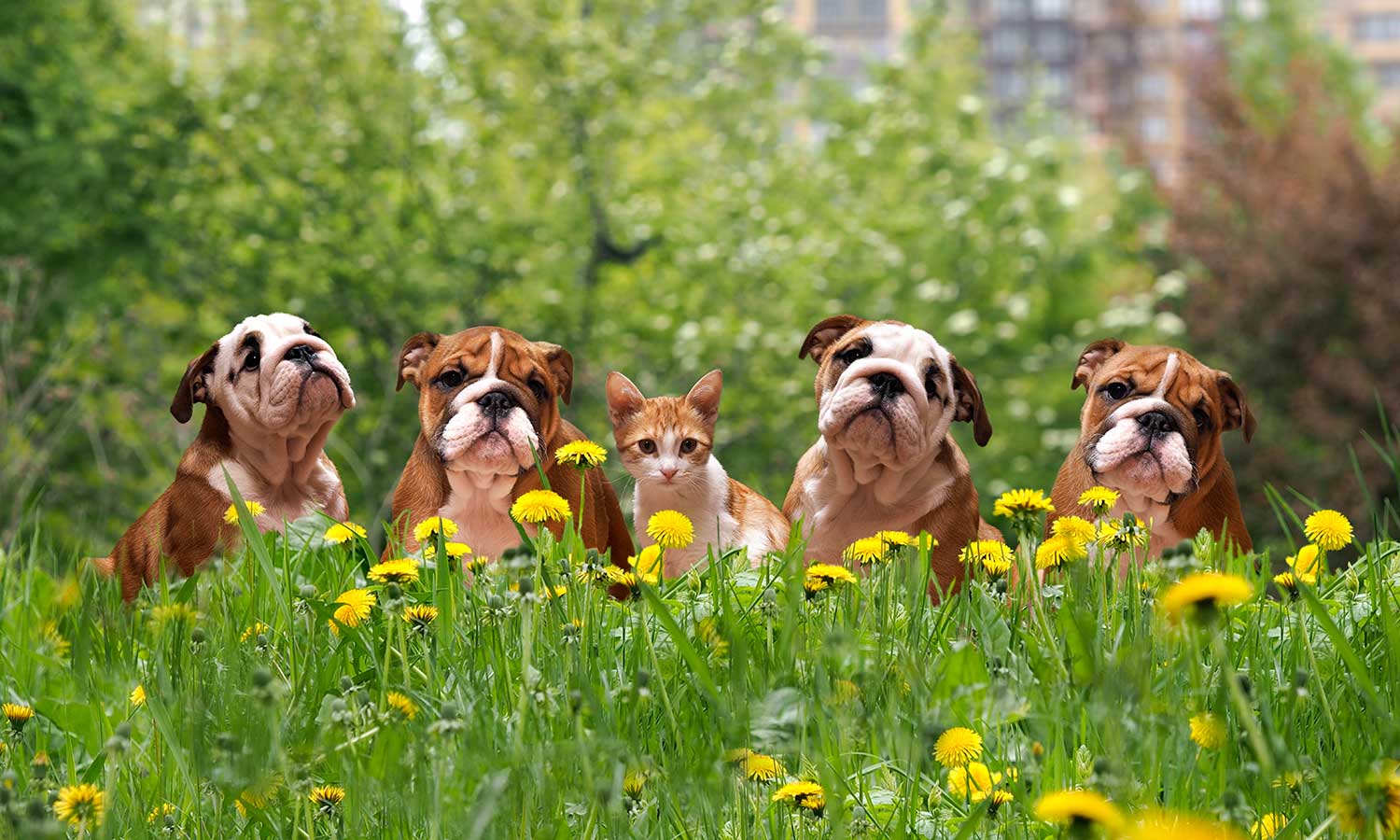 Puppies and a kitten out in a field