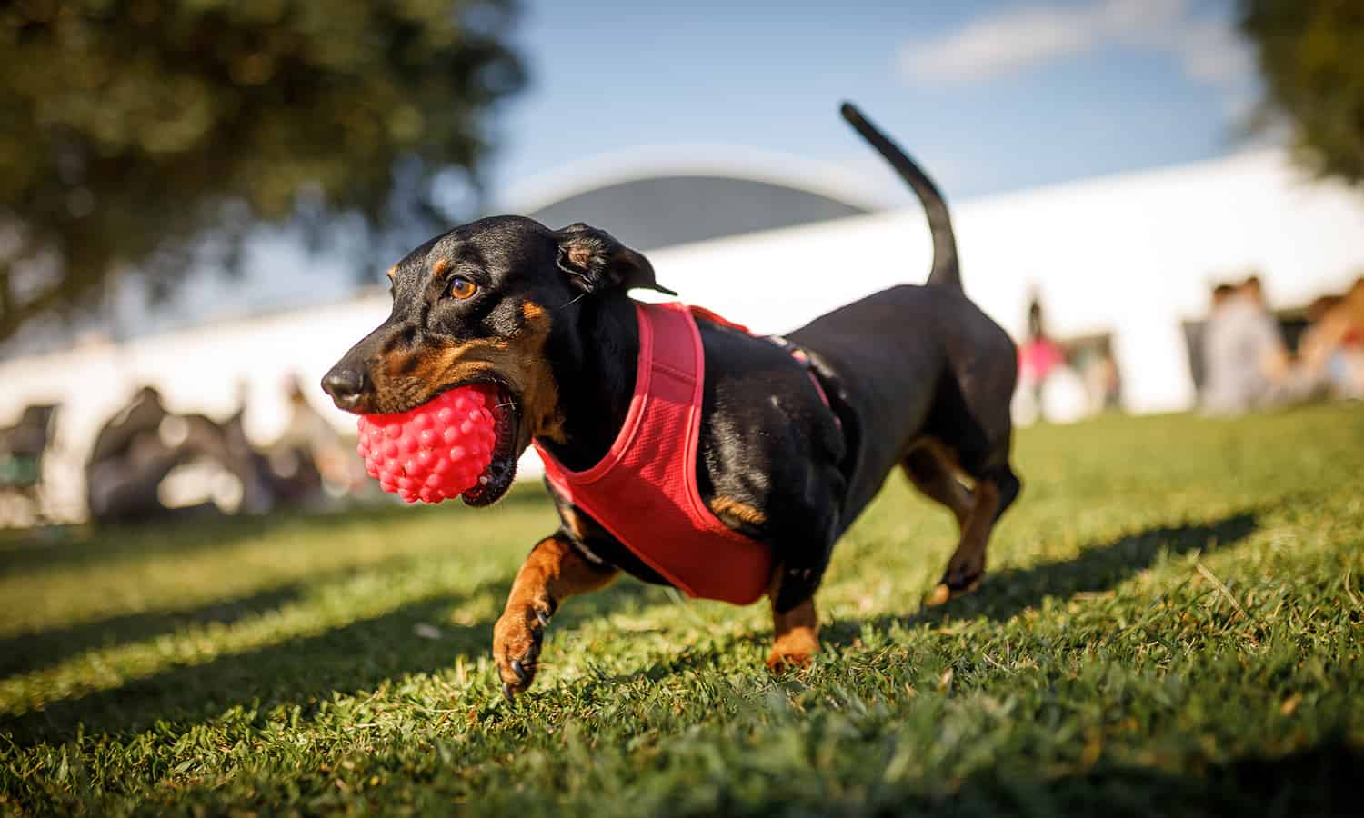 Dog image